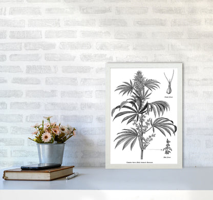 Cannabis Sativa Botanical Illustration Art Print by Jason Stanley A3 Oak Frame
