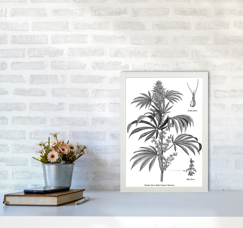 Cannabis Sativa Botanical Illustration Art Print by Jason Stanley A3 Oak Frame