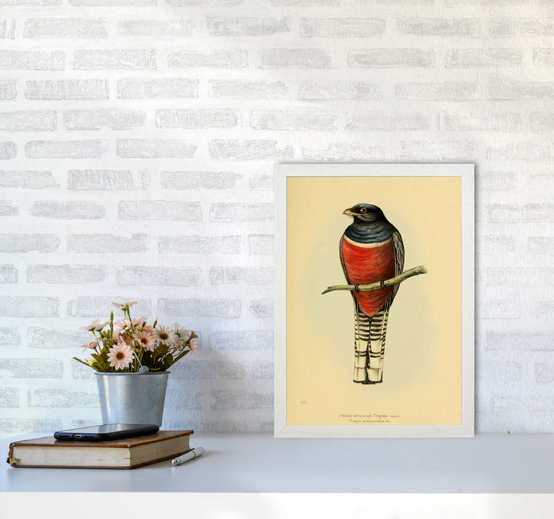 Vintage Purple Breasted Trogon Art Print by Jason Stanley A3 Oak Frame