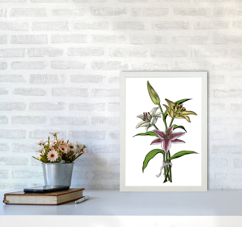 Vintage Lilly Illustration Art Print by Jason Stanley A3 Oak Frame