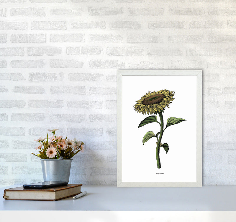 Sunflowers For President Art Print by Jason Stanley A3 Oak Frame