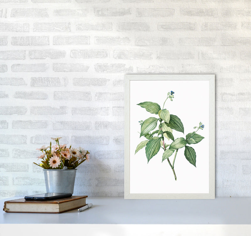 Vintage Botanical Plant Art Print by Jason Stanley A3 Oak Frame