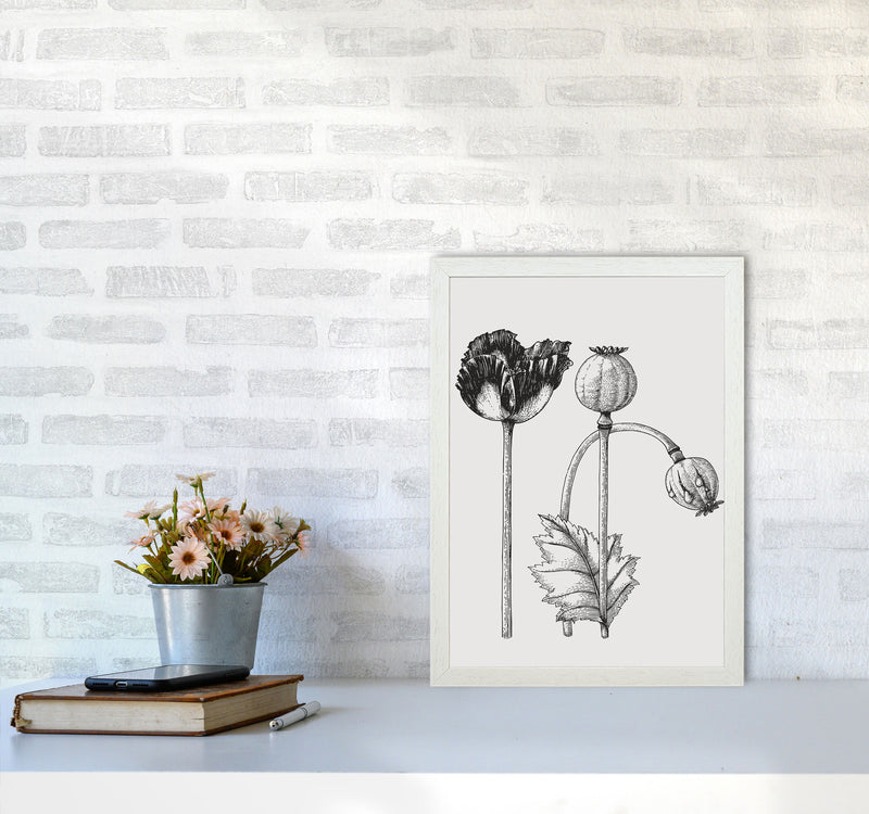 Vintage Poppy Plant Art Print by Jason Stanley A3 Oak Frame