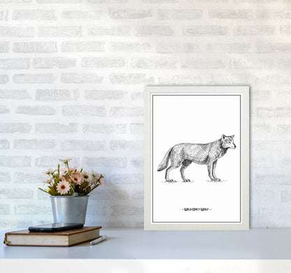 Wild Grey Wolf Art Print by Jason Stanley A3 Oak Frame