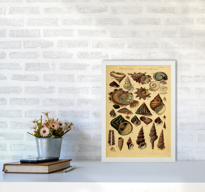 Vintage Shells Art Print by Jason Stanley A3 Oak Frame
