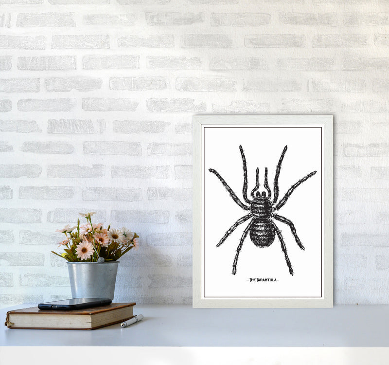 The Tarantula Art Print by Jason Stanley A3 Oak Frame