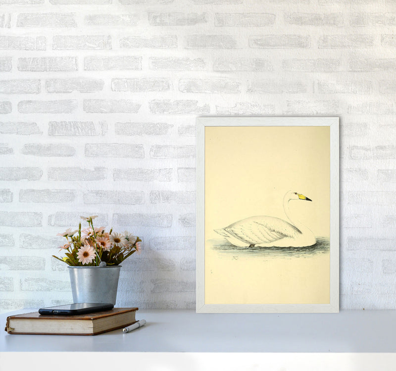 Vintage Swan Art Print by Jason Stanley A3 Oak Frame