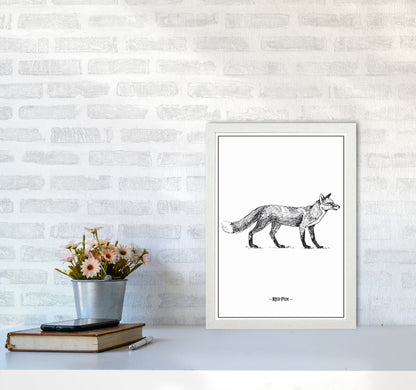 Red Fox Art Print by Jason Stanley A3 Oak Frame