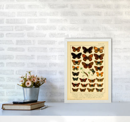 Vintage Butterfly Illustration #2 Art Print by Jason Stanley A3 Oak Frame