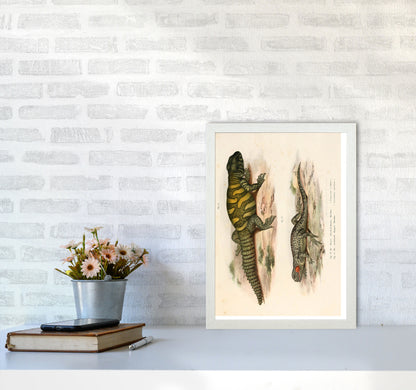 Vintage Lizard Illustration Art Print by Jason Stanley A3 Oak Frame