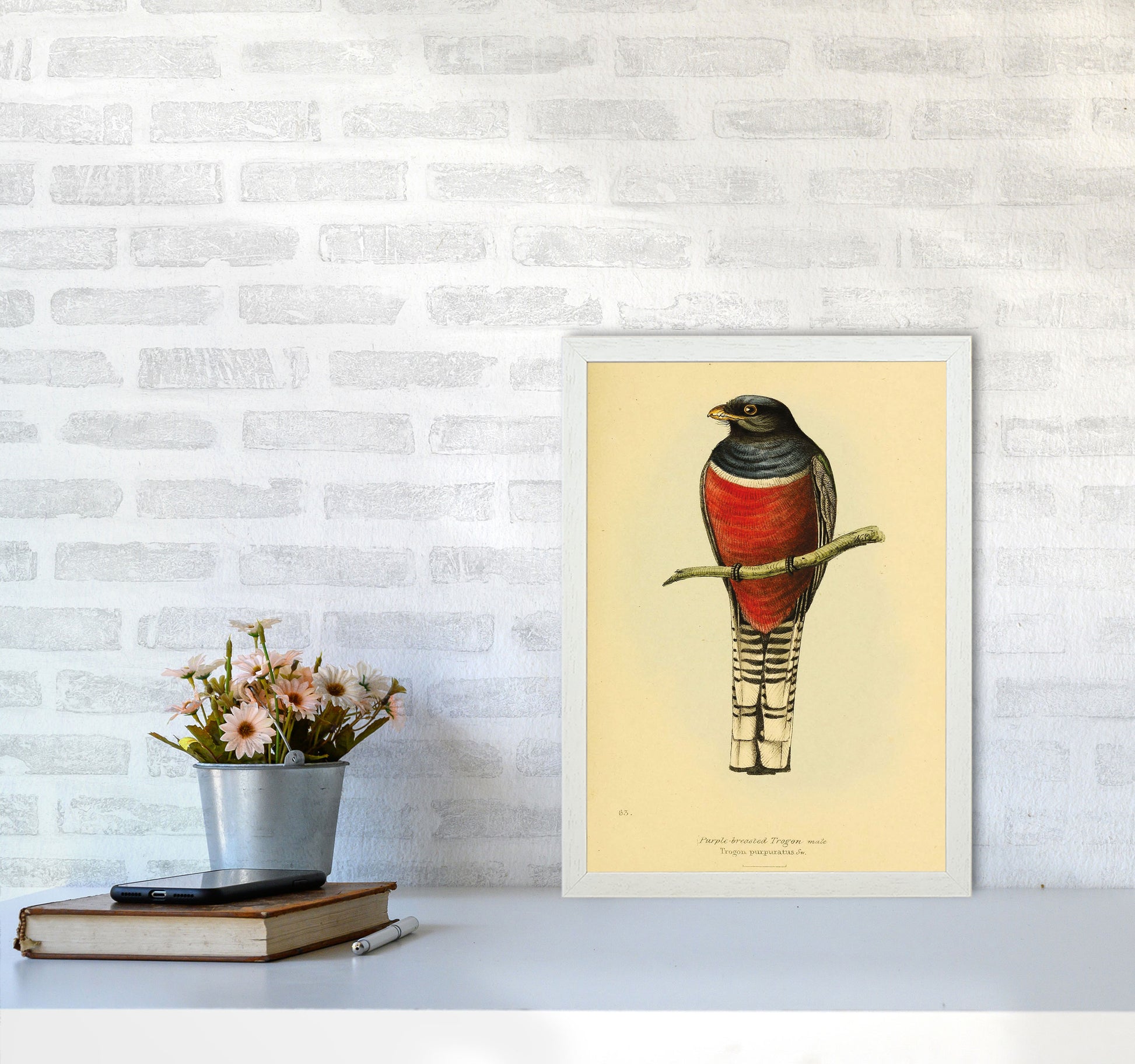 Purple Breasted Trogon Copy Art Print by Jason Stanley A3 Oak Frame