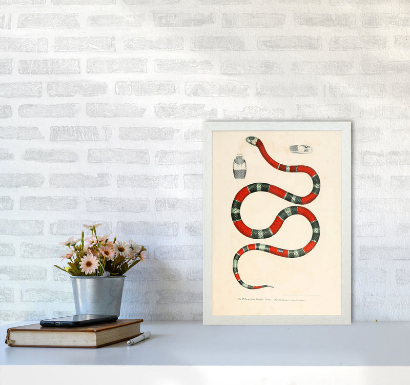 Vintage Snake Illustration 2 Art Print by Jason Stanley A3 Oak Frame