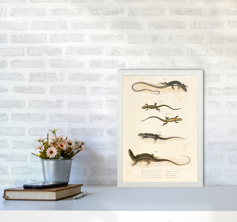 Vintage Salamander Illustration Art Print by Jason Stanley A3 Oak Frame