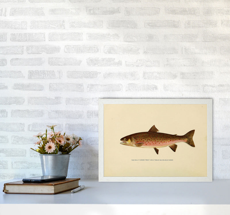 Dolly Varden Trout Illustration Art Print by Jason Stanley A3 Oak Frame