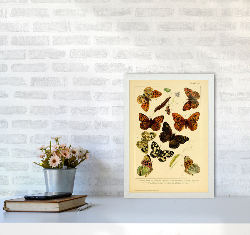Vintage Butterfly Illustration Art Print by Jason Stanley A3 Oak Frame