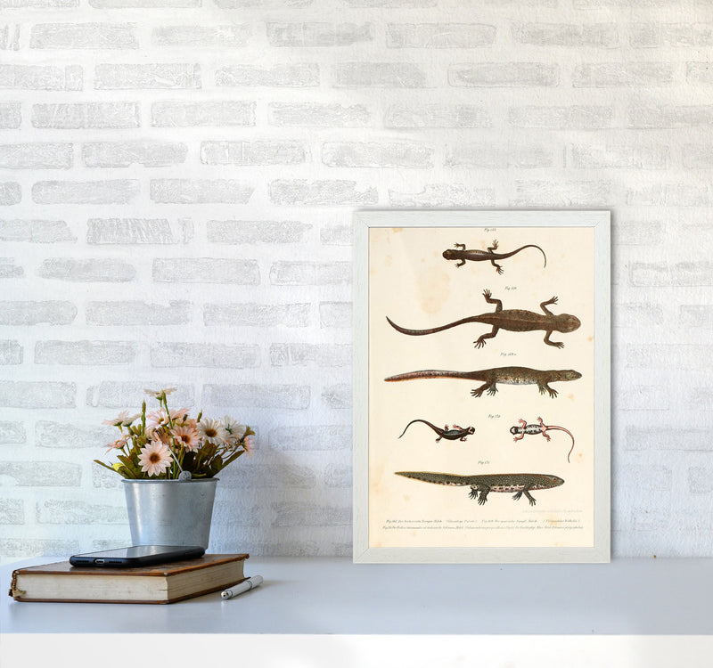 Vintage Newt Illustration Art Print by Jason Stanley A3 Oak Frame