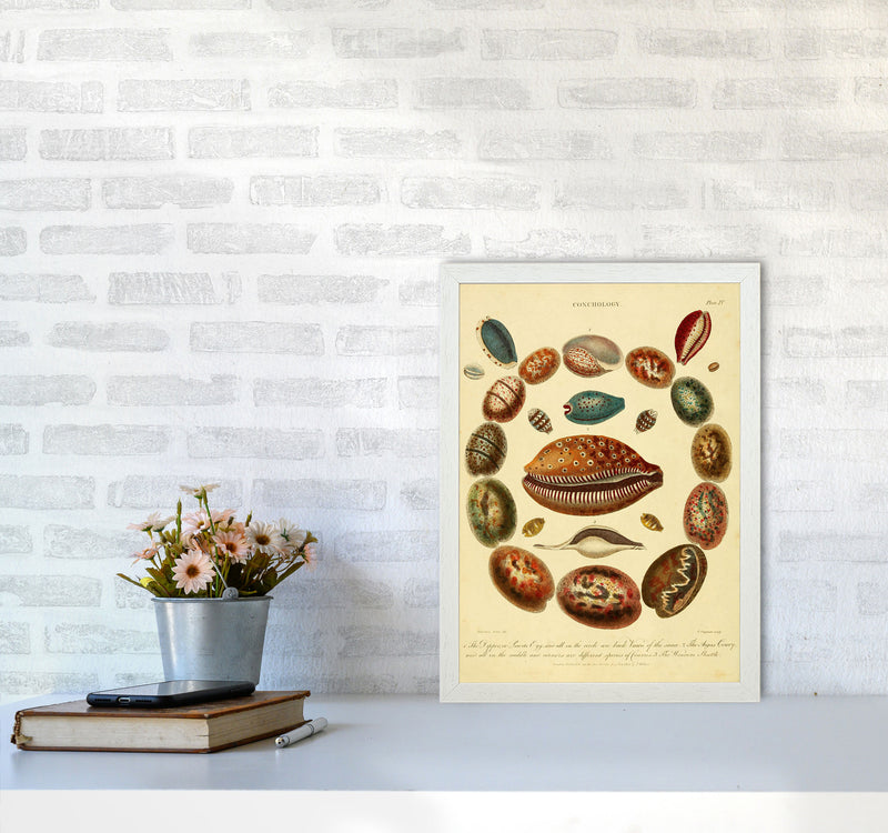 Conchology Illustration Art Print by Jason Stanley A3 Oak Frame