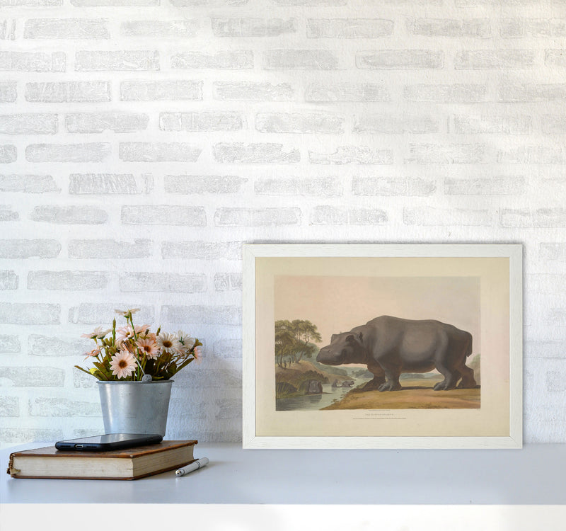Vintage Hippo Illustration Art Print by Jason Stanley A3 Oak Frame