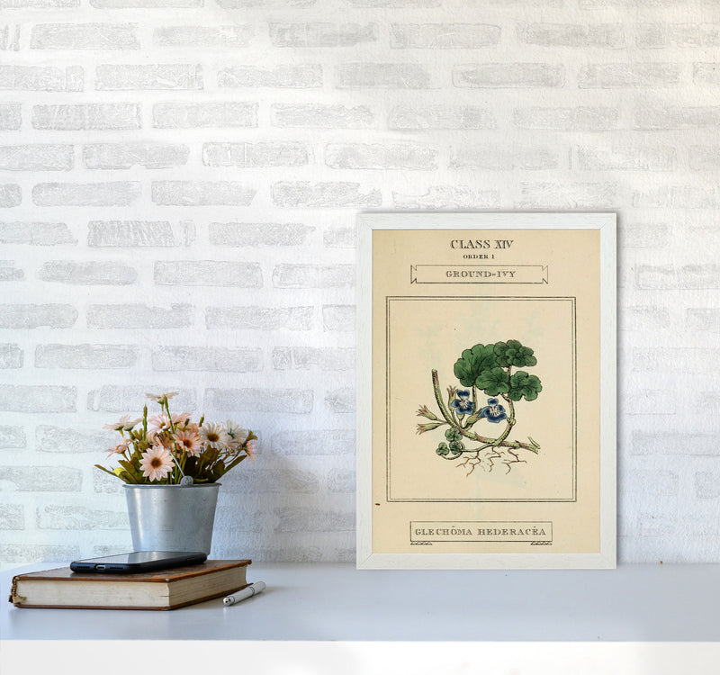 Vintage Flower Series 8 Art Print by Jason Stanley A3 Oak Frame