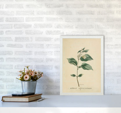 Vintage Flower Series 1 Art Print by Jason Stanley A3 Oak Frame