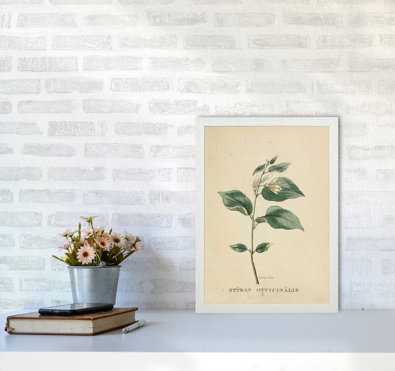 Vintage Flower Series 1 Art Print by Jason Stanley A3 Oak Frame