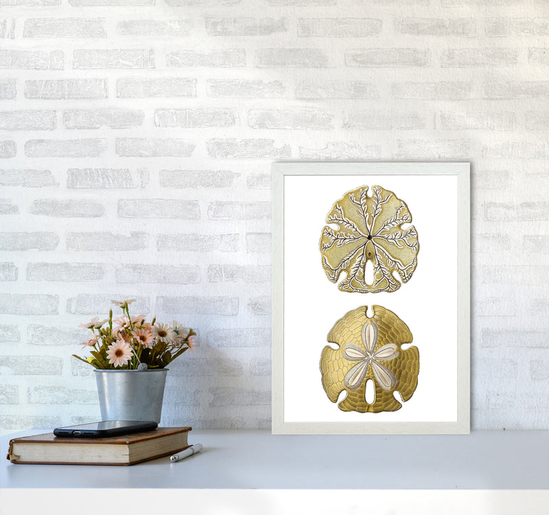 Sand Dollar Illustration Art Print by Jason Stanley A3 Oak Frame