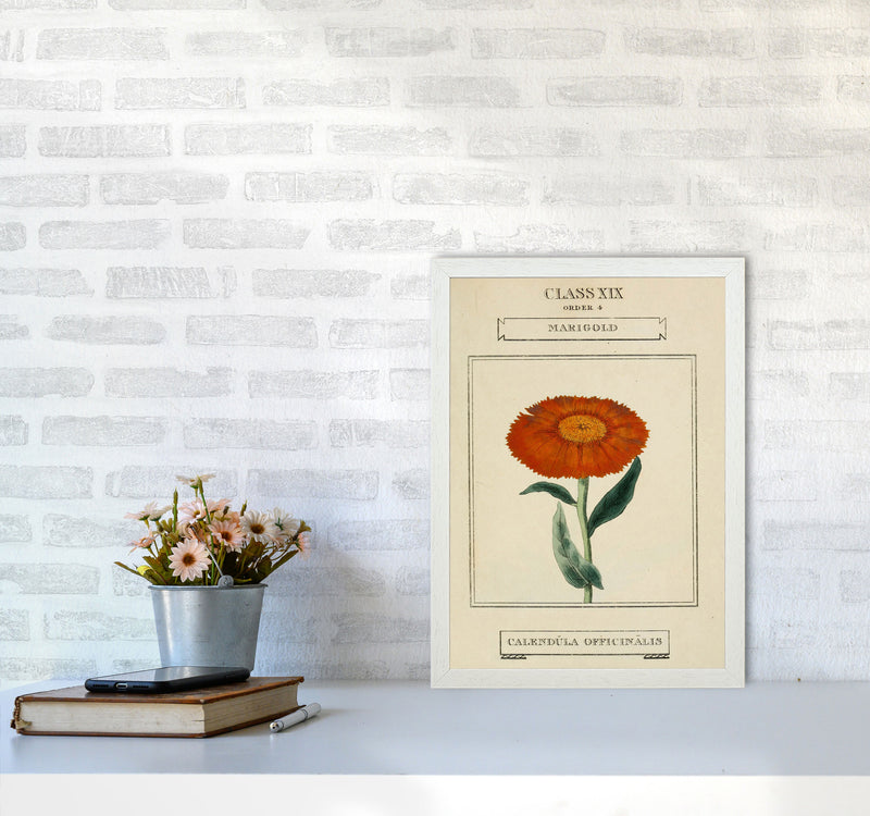 Vintage Flower Series 9 Art Print by Jason Stanley A3 Oak Frame