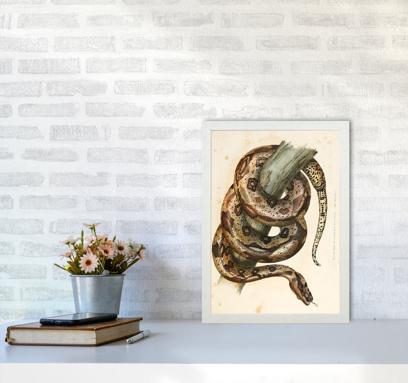 Vintage Snake Illustration Art Print by Jason Stanley A3 Oak Frame