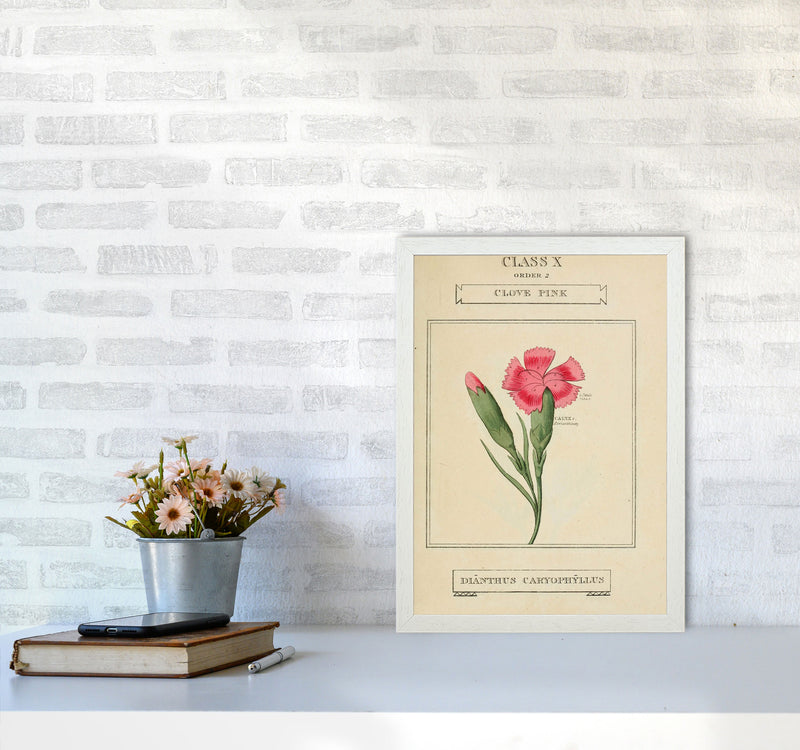 Vintage Flower Series 4 Art Print by Jason Stanley A3 Oak Frame