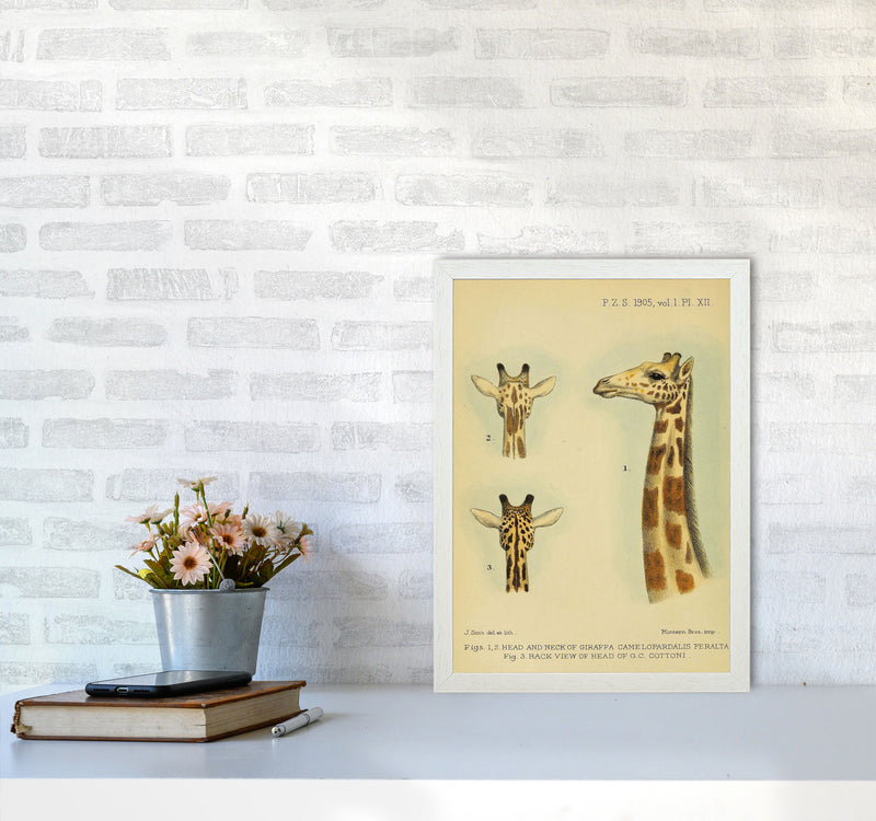 Longest Neck In The Jungle Art Print by Jason Stanley A3 Oak Frame