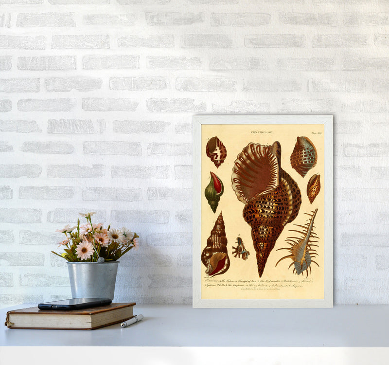 Vintage Conchology 2 Art Print by Jason Stanley A3 Oak Frame