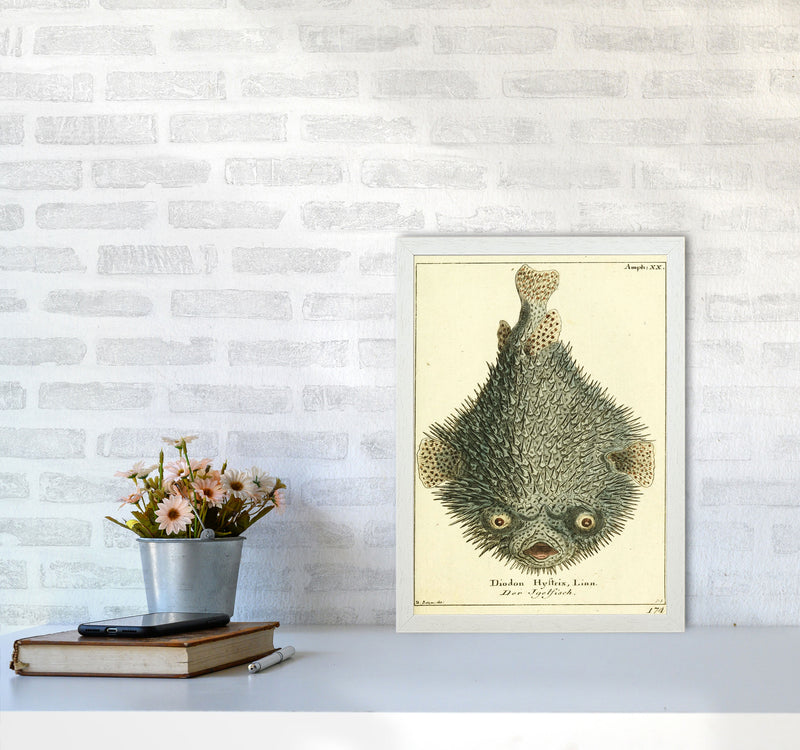 Vintage Japanese Fish Art Print by Jason Stanley A3 Oak Frame