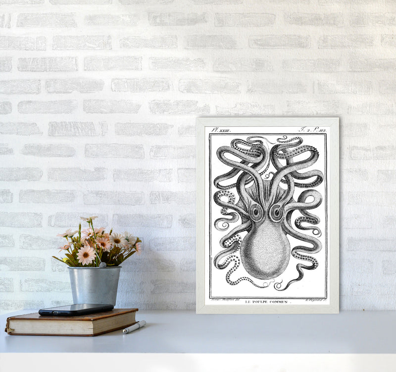 White Vintage Octopus Art Print by Jason Stanley A3 Oak Frame