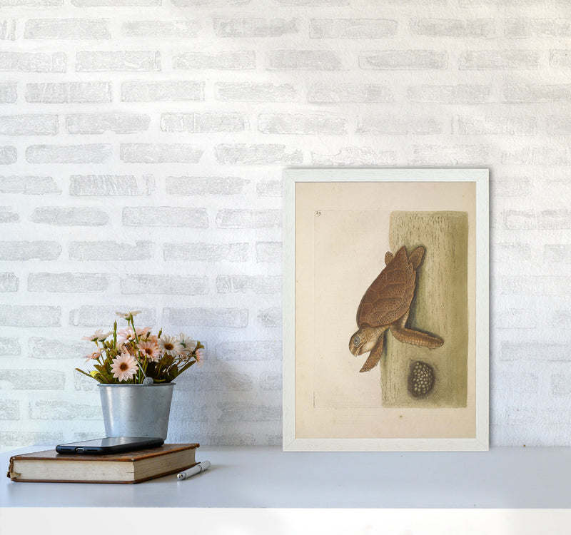 Vintage Sea Turtle Art Print by Jason Stanley A3 Oak Frame