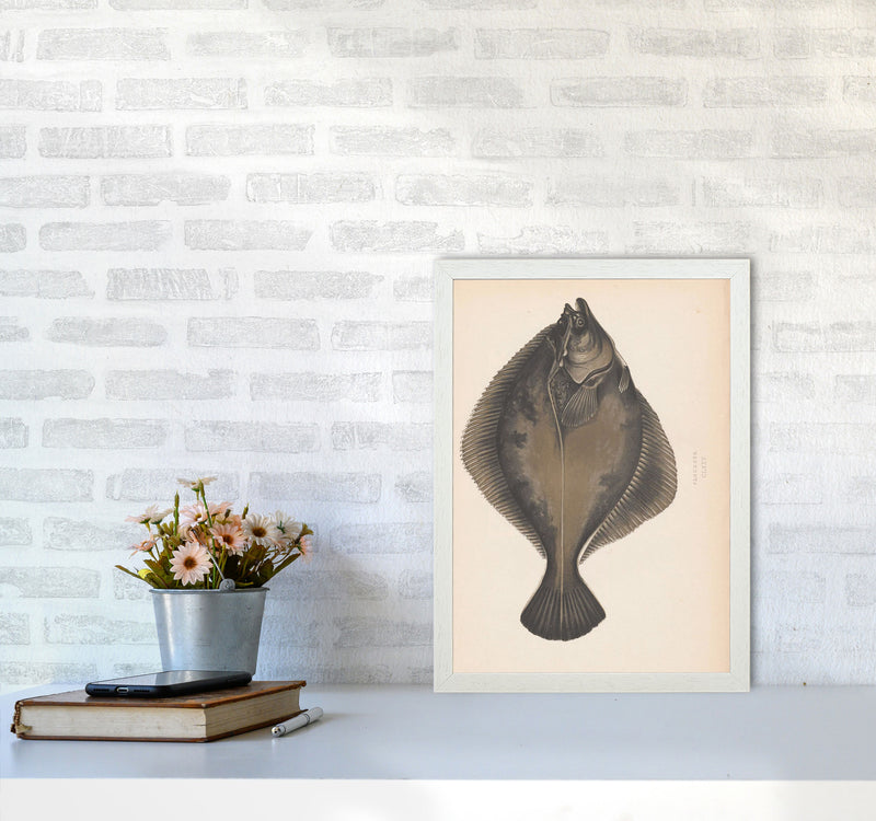 Vintage Flounder Art Print by Jason Stanley A3 Oak Frame