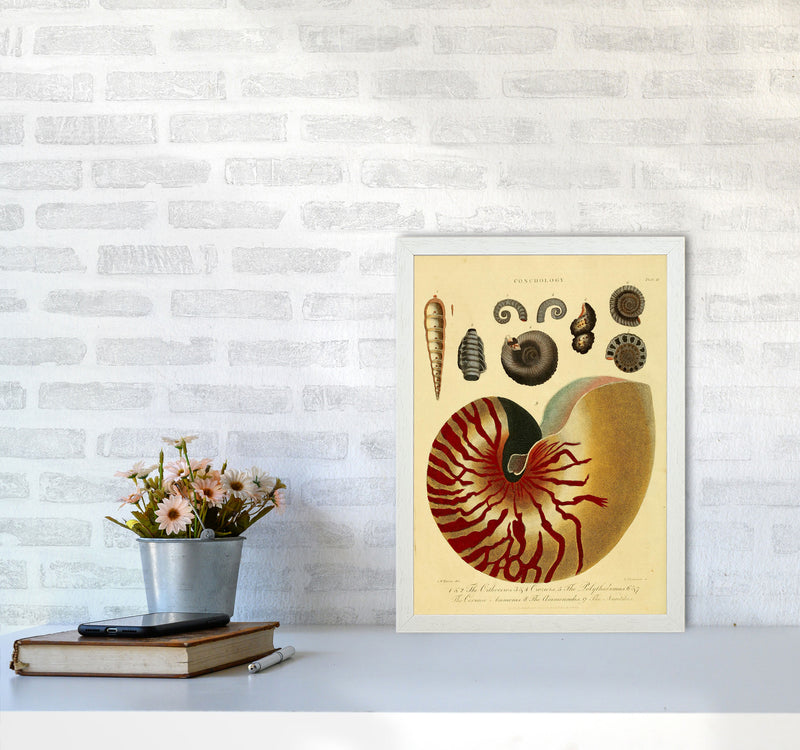 Vintage Conchology Art Print by Jason Stanley A3 Oak Frame