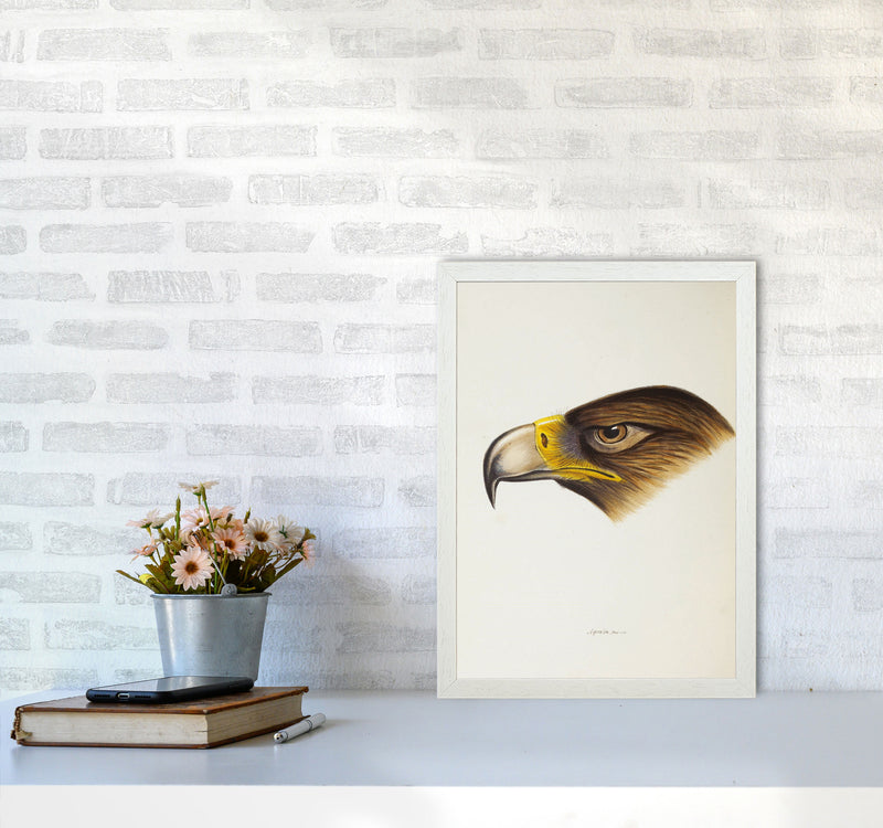 Vintage Eagle Face Art Print by Jason Stanley A3 Oak Frame