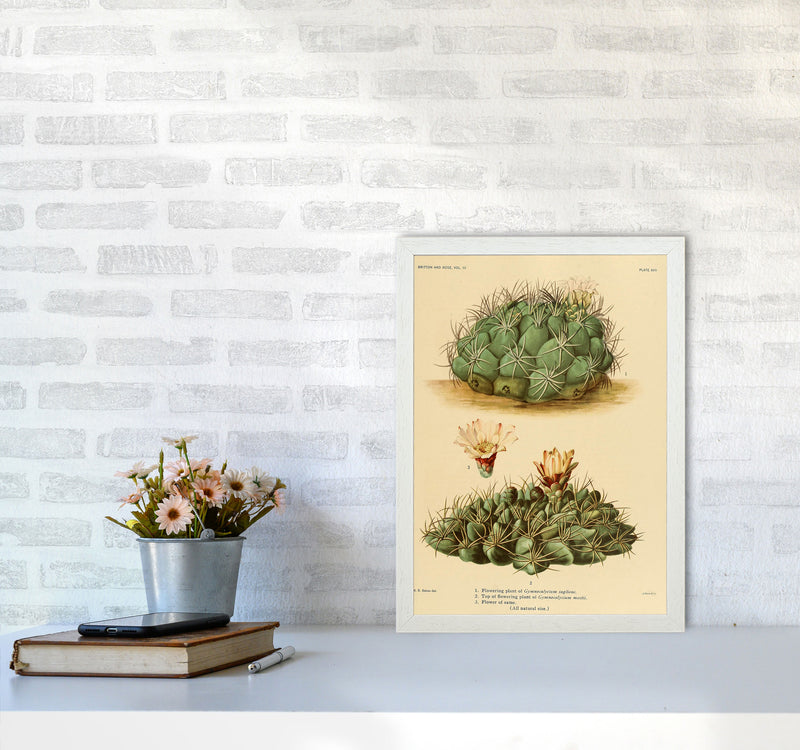 Cactus Series 12 Art Print by Jason Stanley A3 Oak Frame