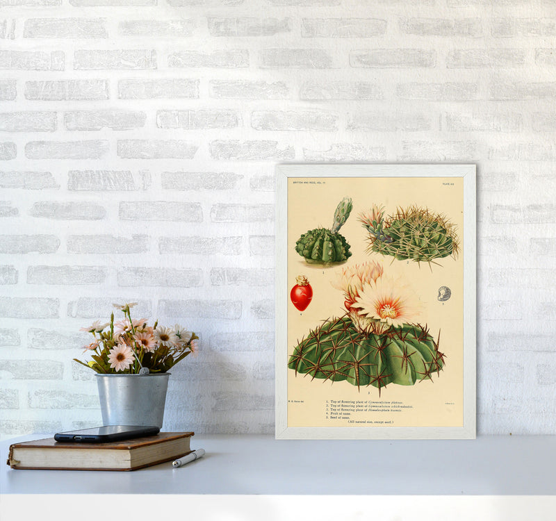 Cactus Series 14 Art Print by Jason Stanley A3 Oak Frame