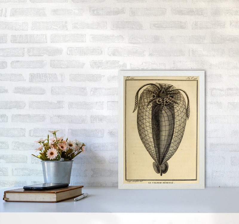 Vintage Squid 4 Art Print by Jason Stanley A3 Oak Frame