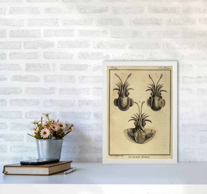 Vintage Squid 3 Art Print by Jason Stanley A3 Oak Frame