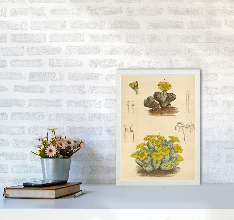 Vintage Cactus III Art Print by Jason Stanley A3 Oak Frame