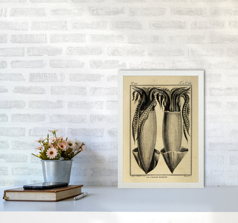 Vintage Squid 5 Art Print by Jason Stanley A3 Oak Frame