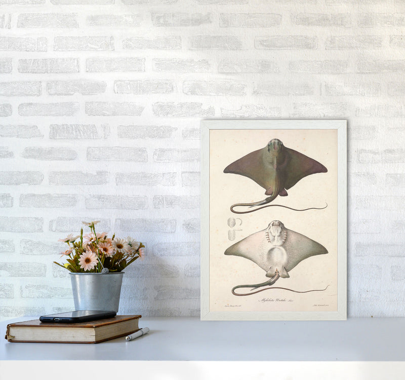 Vintage Stingray Art Print by Jason Stanley A3 Oak Frame