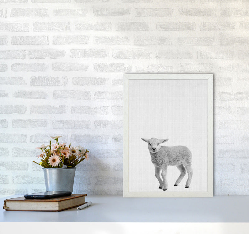 Lamb Art Print by Jason Stanley A3 Oak Frame