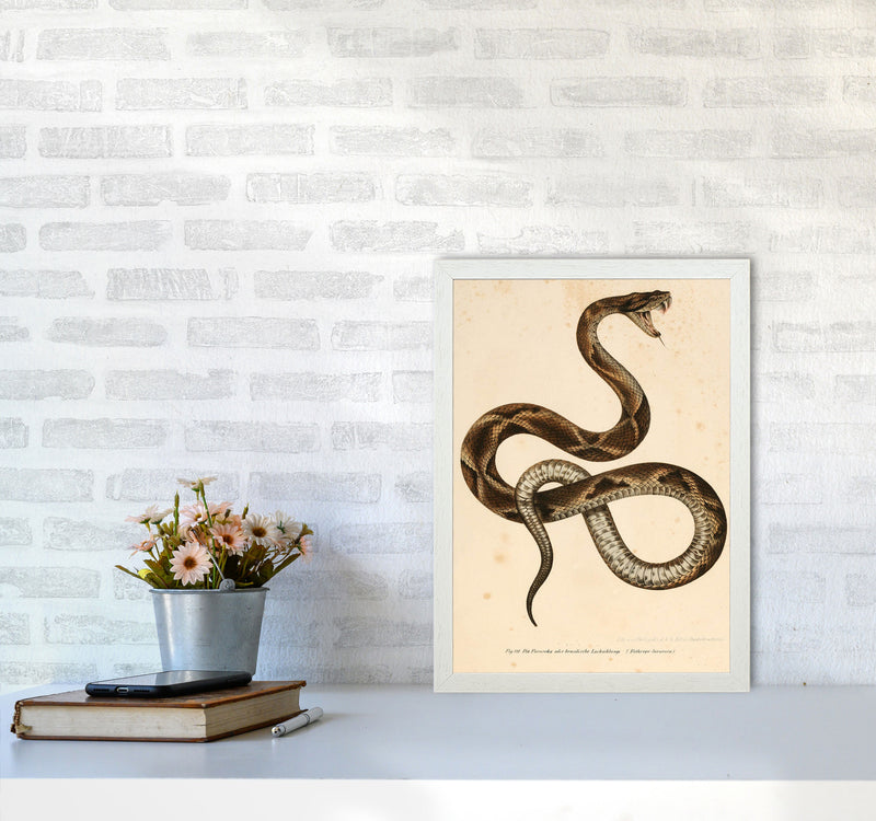 Vintage Snake Art Print by Jason Stanley