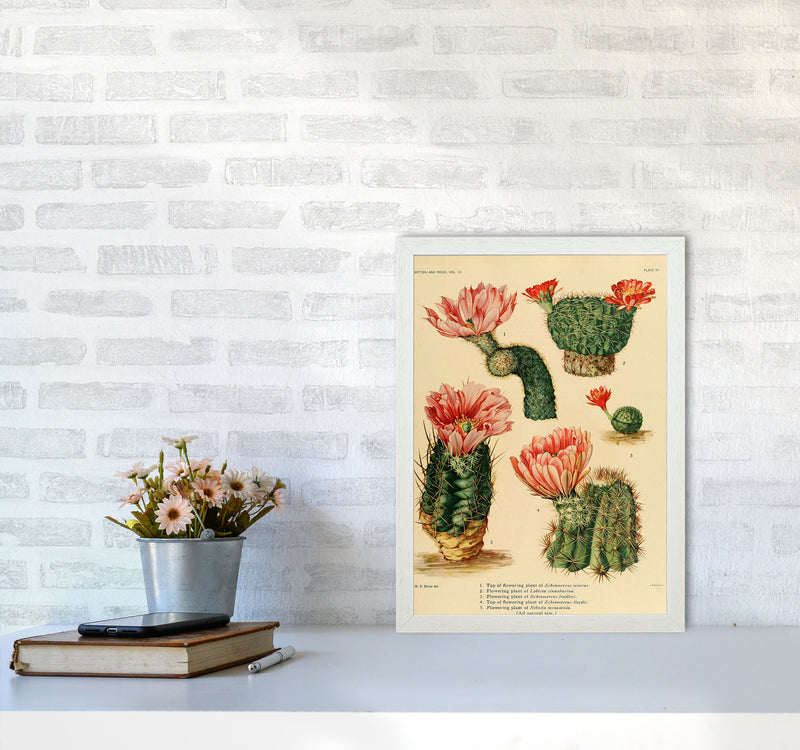 Cactus Series 3 Art Print by Jason Stanley A3 Oak Frame