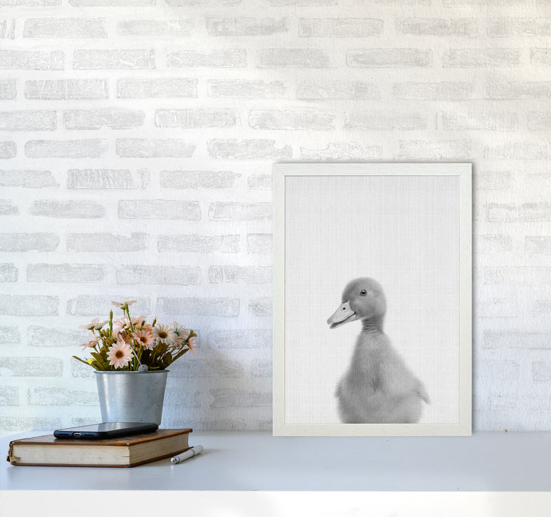 Curious Duck Art Print by Jason Stanley A3 Oak Frame