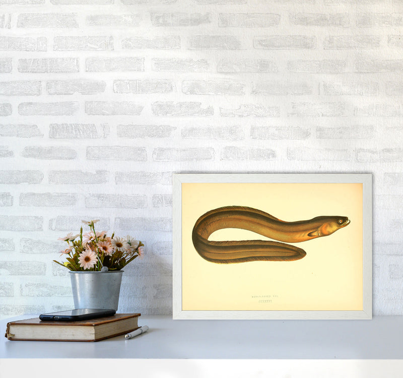 Broad Nosed Eel Art Print by Jason Stanley A3 Oak Frame