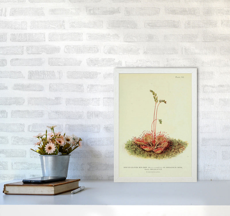 Venus Fly Trap Art Print by Jason Stanley A3 Oak Frame